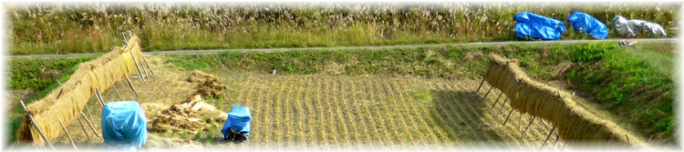 休耕田の米作り